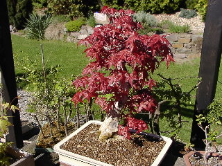 Frühjahr 2007  in einer neuen Schale