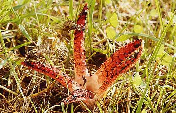 Tintenfischpilz  (Anthurus archeri)2.jpg