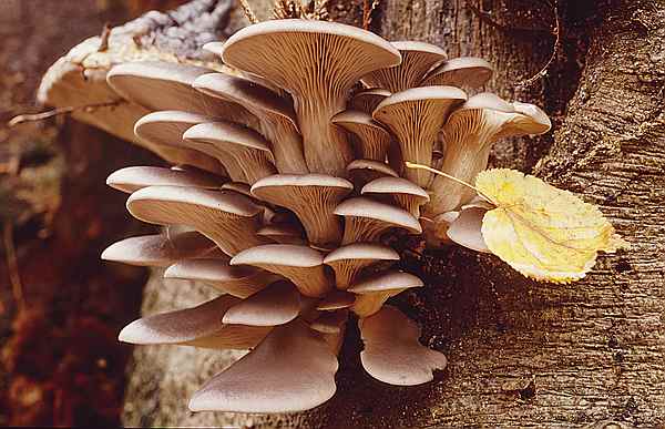 Austernseitling (Pleurotus ostreatus)2.jpg