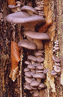 Austernseitling (Pleurotus ostreatus)1.jpg