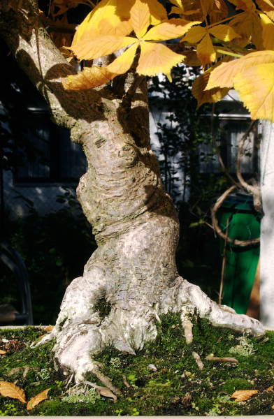 kastanie_051008_stamm.jpg