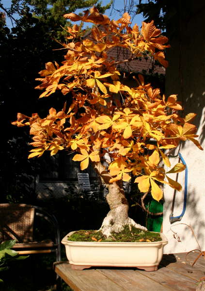 kastanie_051008_herbstlaub.jpg