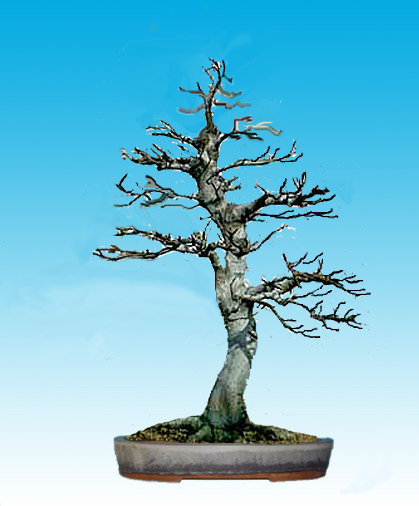 schilly-buche2.jpg