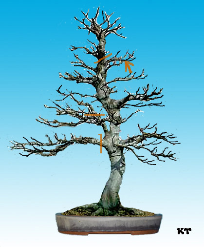 schilly-buche3.jpg