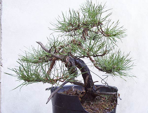 pinus-s2.jpg