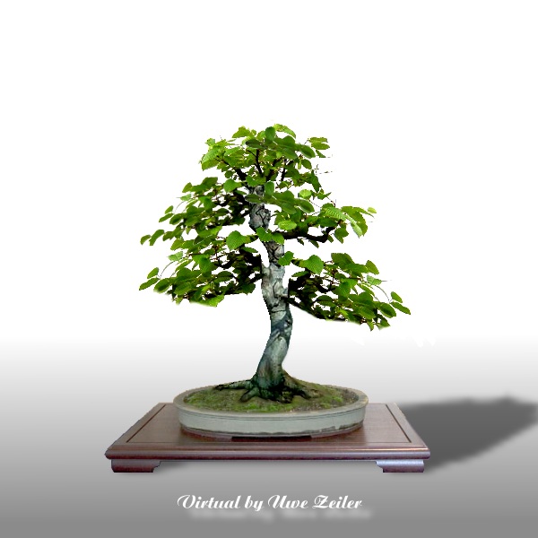 Rotbuche_Martin1.jpg