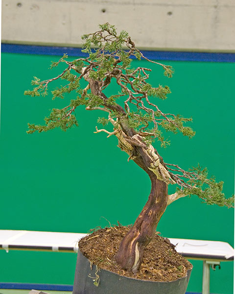 DSC_4230v.jpg