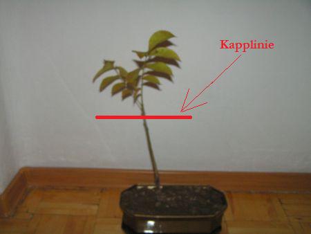 Kappvorschlag meiner Tante