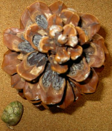 PICT0002.JPG