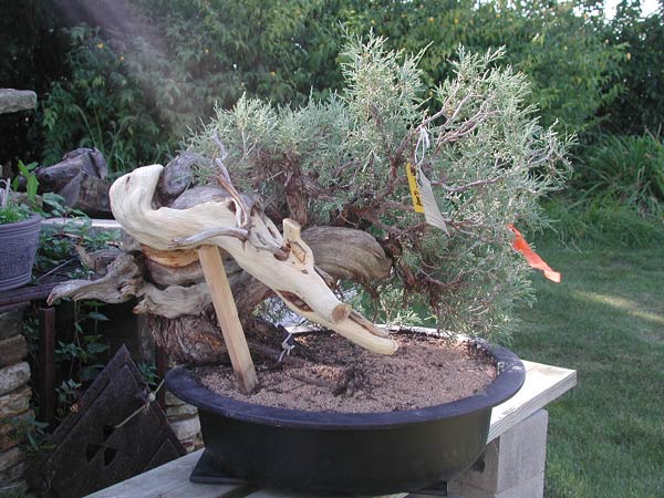 rocky-mt-juniper,-9v.jpg