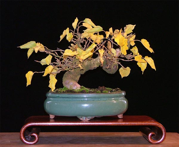 Maulbeerbaum