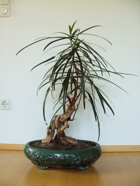 Brachychiton rupestris