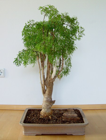 Polyscias filicifolia