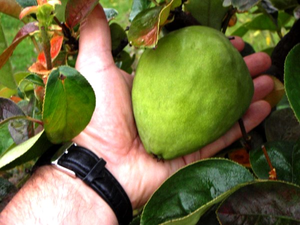 QuitteMerlin12_10_2008_frucht.jpg