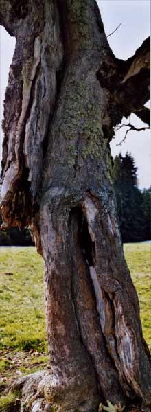 ahorn2.jpg