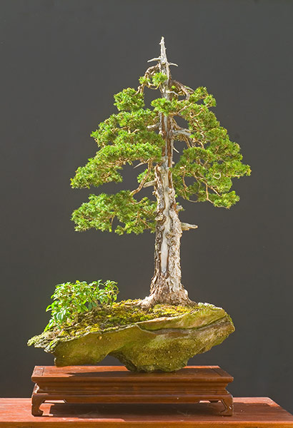 NSC_6746ofv.jpg