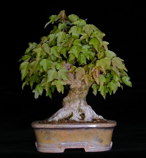 P5040003-3Spitz-Shohin.jpg
