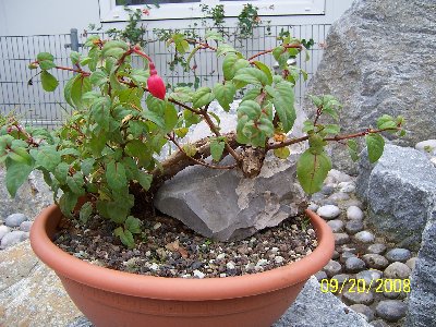 Fuchsie_Stein1.jpg