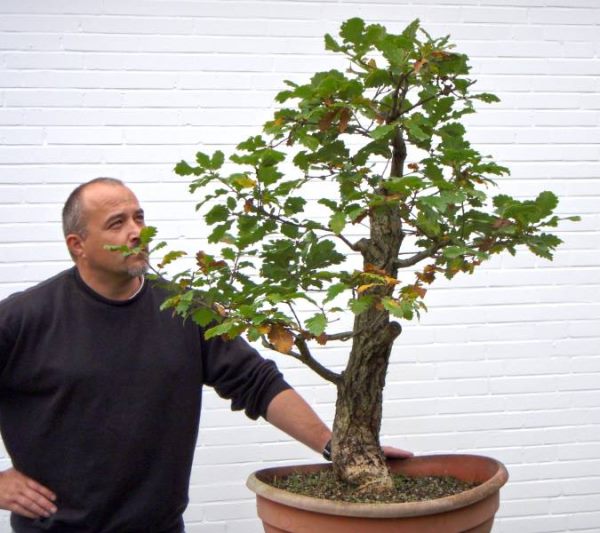 EicheMerlin12_10_2008_Groeßenvergleich.jpg