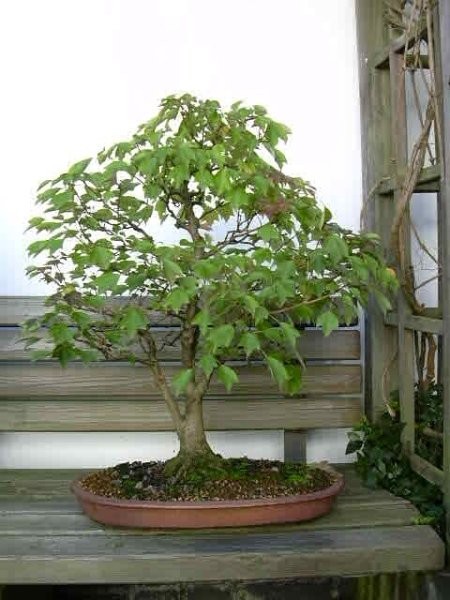Dreispitz, formosanum.jpg