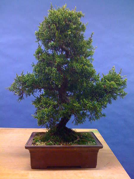 Juniperus roh.jpg