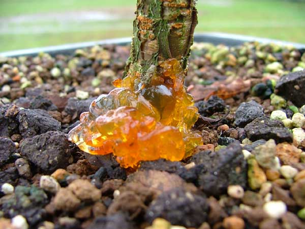 Ekliger Gummi-Glibber!