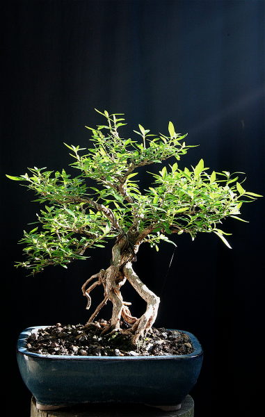 TobiSerissa082008.jpg
