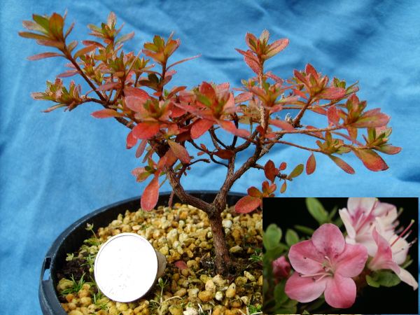Shohin Azalee2.jpg