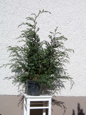 Frisch aus dem Baumarkt