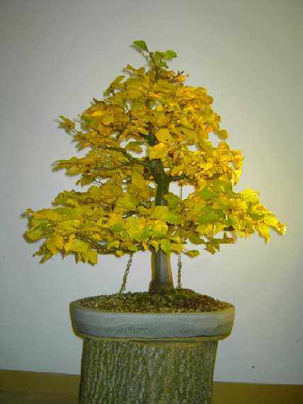 PICT1116.JPG