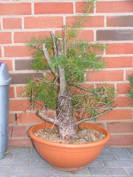Diese Lärche sieht aus, als hätte sie einen Besenstiel verschluckt. Aber vielleicht verwandelt sie sich im Ralla-Workshop zu einem hoffnungsvollen Bonsai.