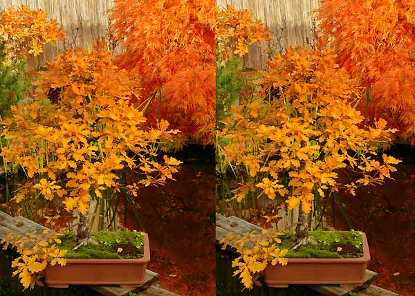 Herbst am Teich 3D 600 2971 2008.JPG
