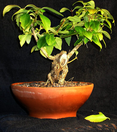 forsythiengnom1.jpg