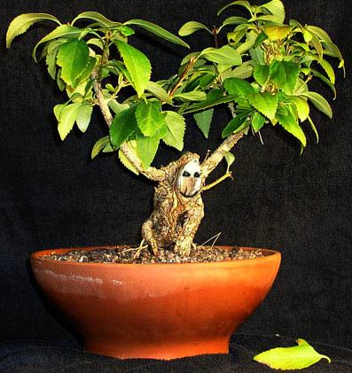 forsythiengnom1.jpg