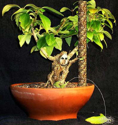 Copy of forsythiengnom1_129.jpg