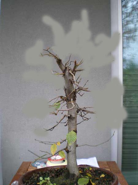 Hainbuche_X_v.jpg