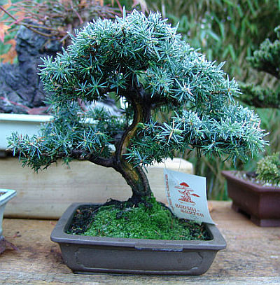 Juniperus Rigida