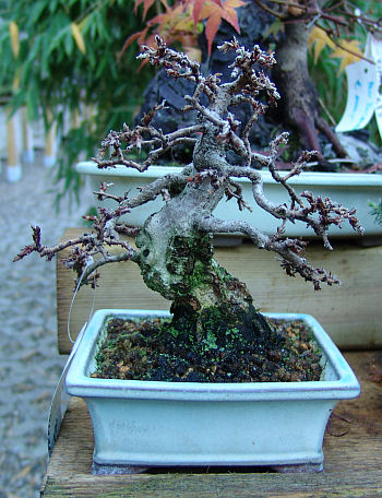 Koreanische Hainbuche