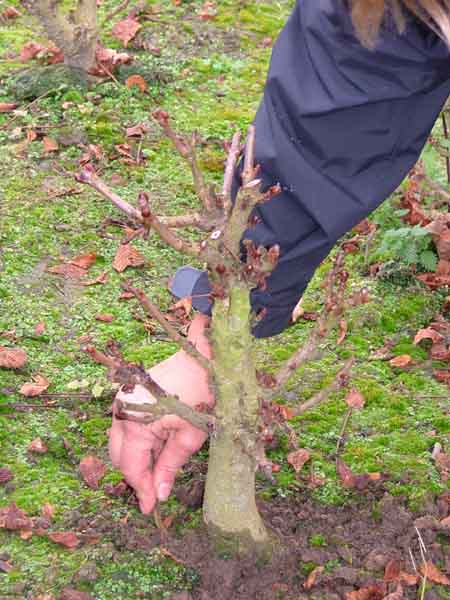 Das Nebari war OK, Baum wurde gekauft, Tine war zufrieden