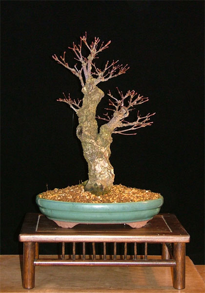 Acer palmatum "Arakawa", Höhe 40 cm, Stammbasis knapp 7 cm