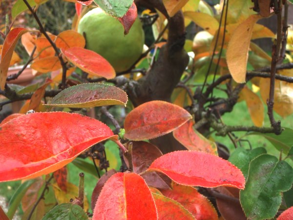 HerbstfarbenMerlin9.jpg