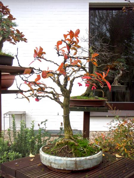 HerbstfarbenMerlin6.jpg