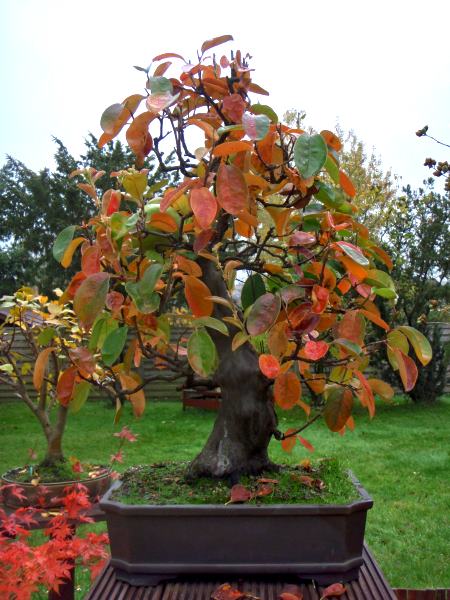 HerbstfarbenMerlin4.jpg