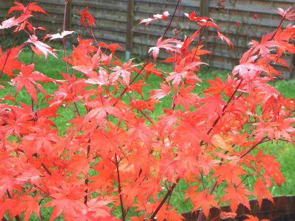 HerbstfarbenMerlin3.jpg