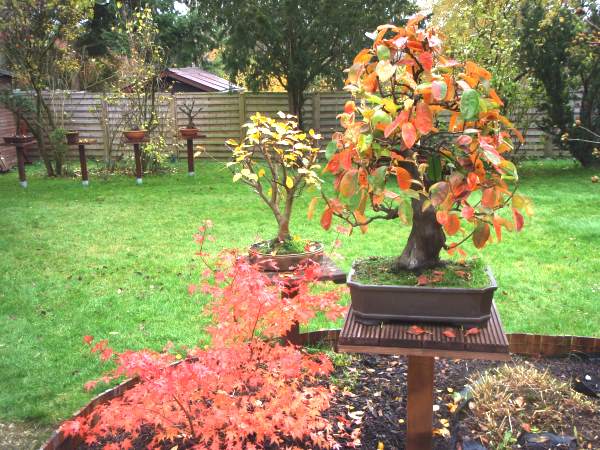 HerbstfarbenMerlin2.jpg