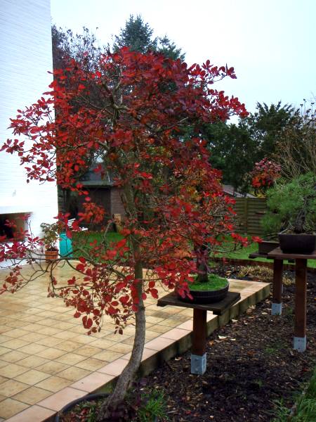 HerbstfarbenMerlin1.jpg