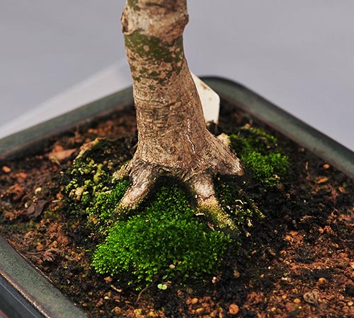 schmieda_shishi_1108_6.jpg