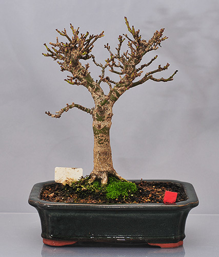 schmieda_shishi_1108_1.jpg