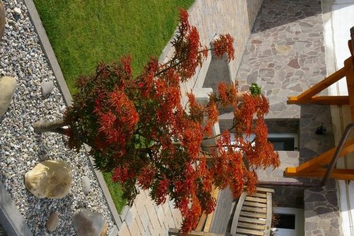 Herbstkleid eines Löwenkopf-Ahorn