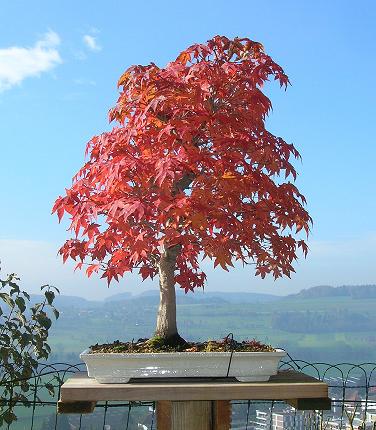 Ahorn_1_herbst_bff.jpg